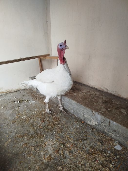 Kurka sotiladi kotta og'irligi 7,5 yarim kg