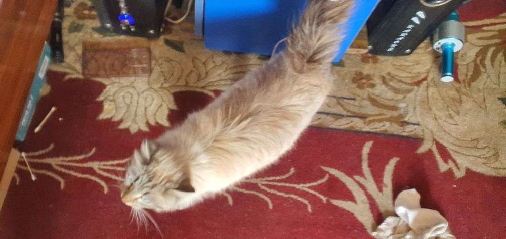 Museum zotli sotiladi