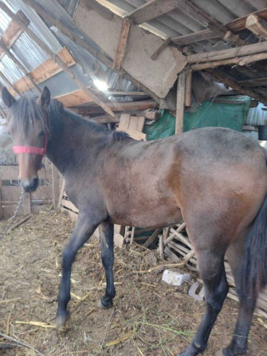 Vand carlana 1an si 5luni