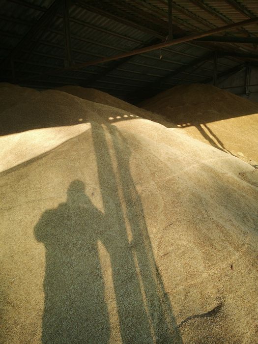 Продавам овес,просо...