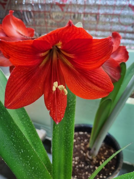 Продается Цветущая Лилия