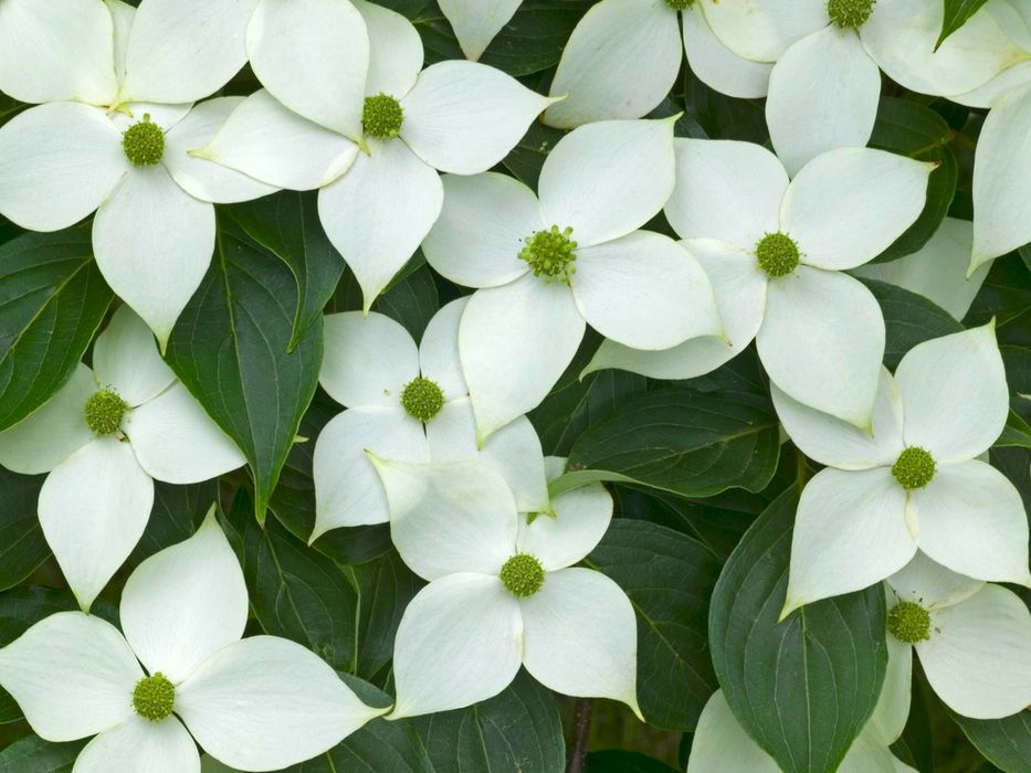 Pomi ornamentali  corn chinezesc cu flori roz