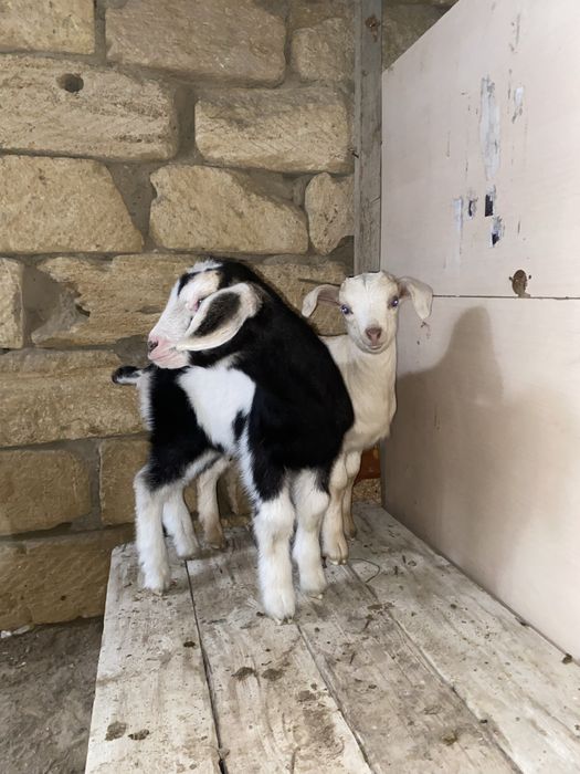 Алпи лақтар сатлады