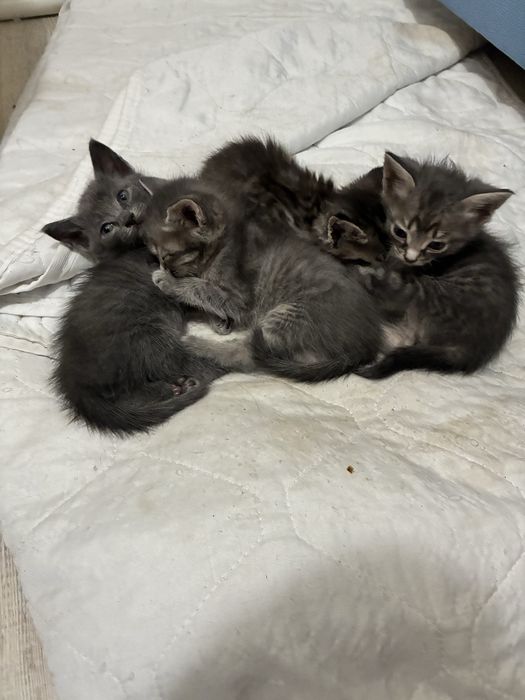Котята -крысоловы