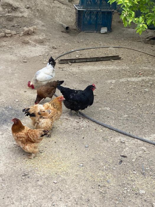 Тауықтар сатылады