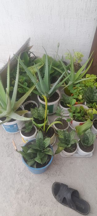Продам Комнатные цветы