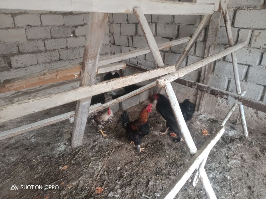 Барма тауықтар сатылады