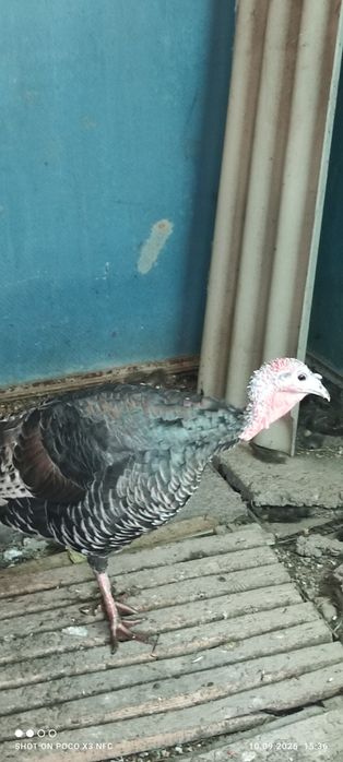 Индюшка наседка живой инкубатор