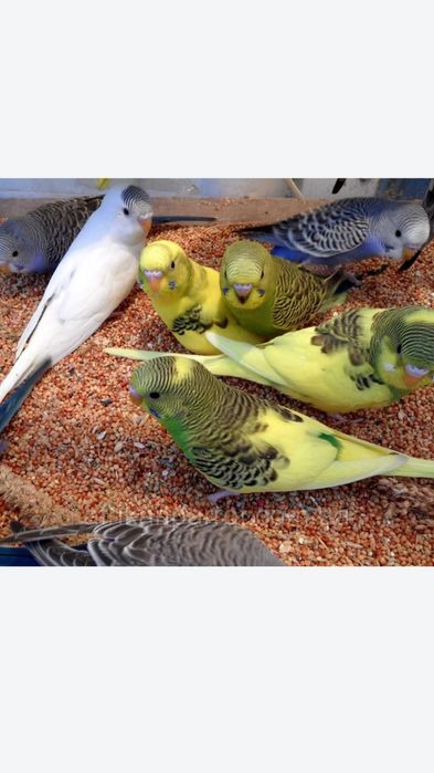 Волнистые попугаи ручные