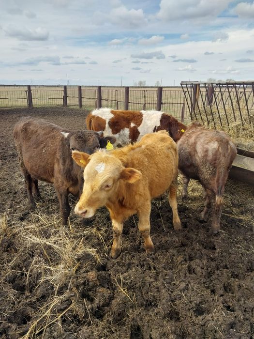 Продам КРС (4 быка)