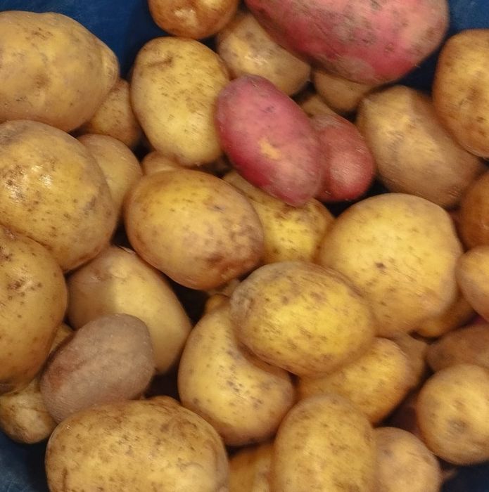 Продам картофель домашний
