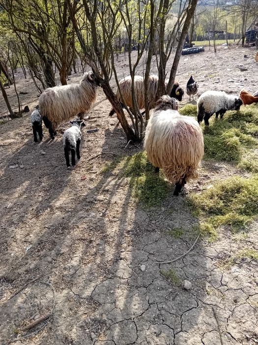 De vânzare oi cu miei