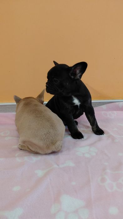 Френски булдог/булдочета