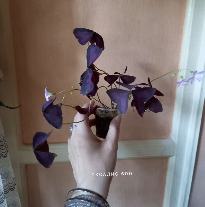 Колеус, растение, цветы