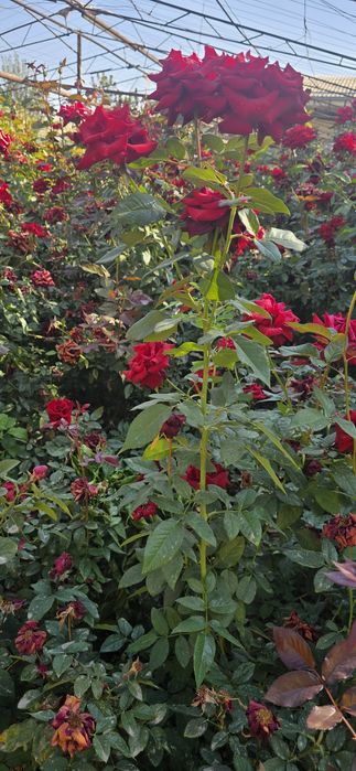 Атиргул кўчатлар