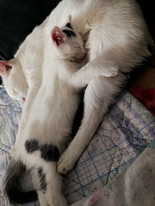 Отдам котенка в хорошие руки!