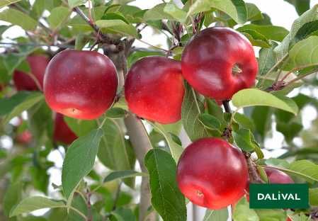 Саженцы для интенсивных садов яблоки