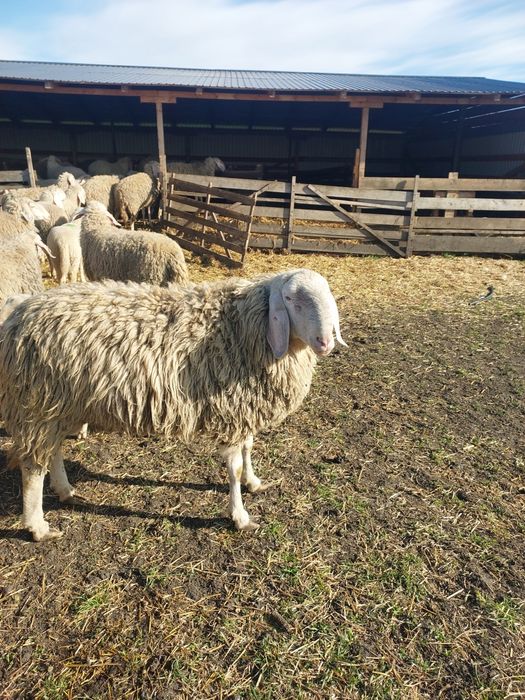 Vând berbec și berbecuți bergamasca