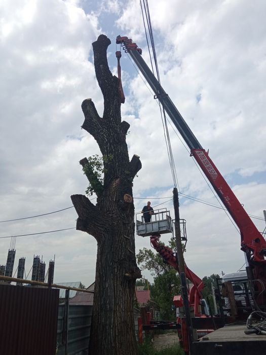 Спил Пилим деревья не дорого.