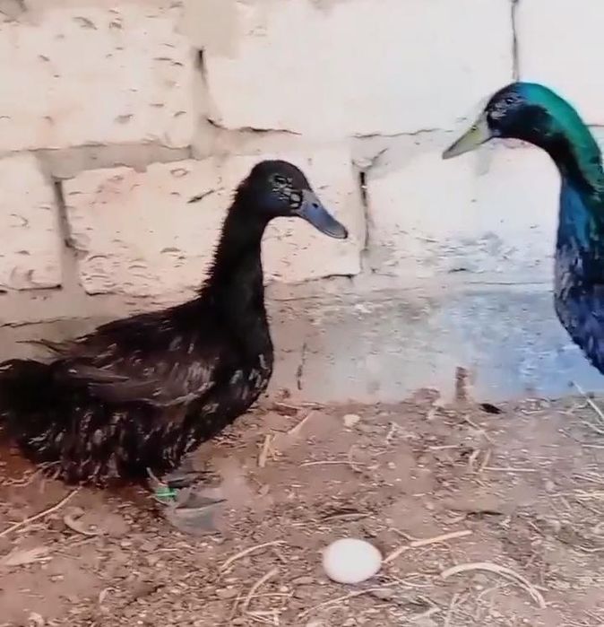 Американски парода каюга үйрек