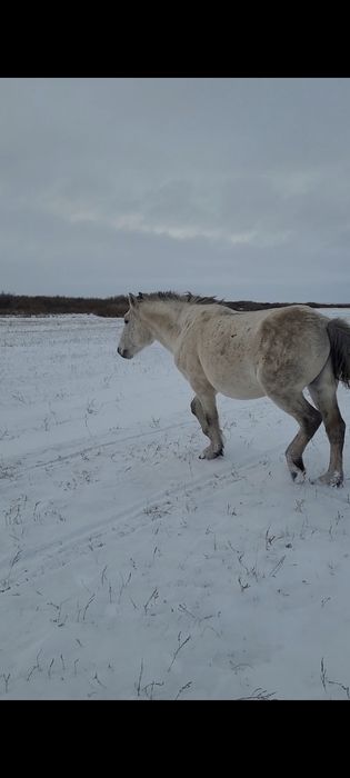 Айғыр сатылады жабы