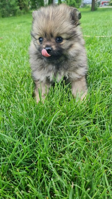 Pomeranian Spitz