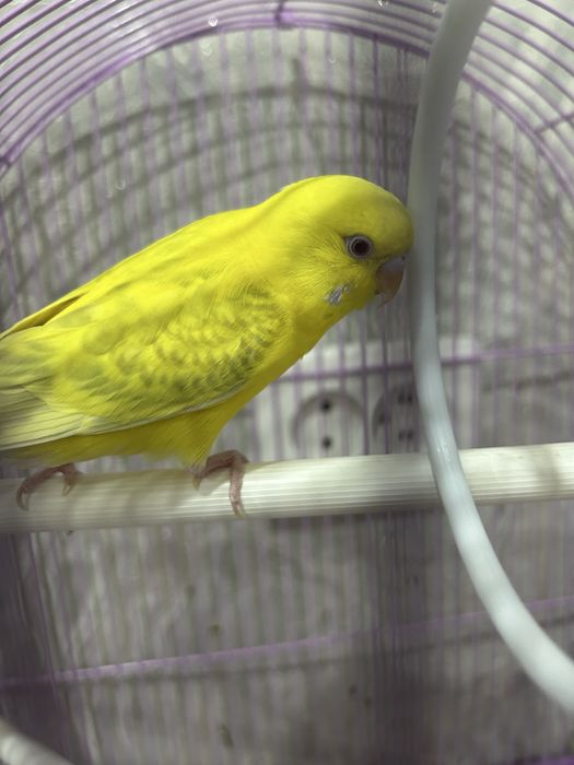 Поласатые попугай