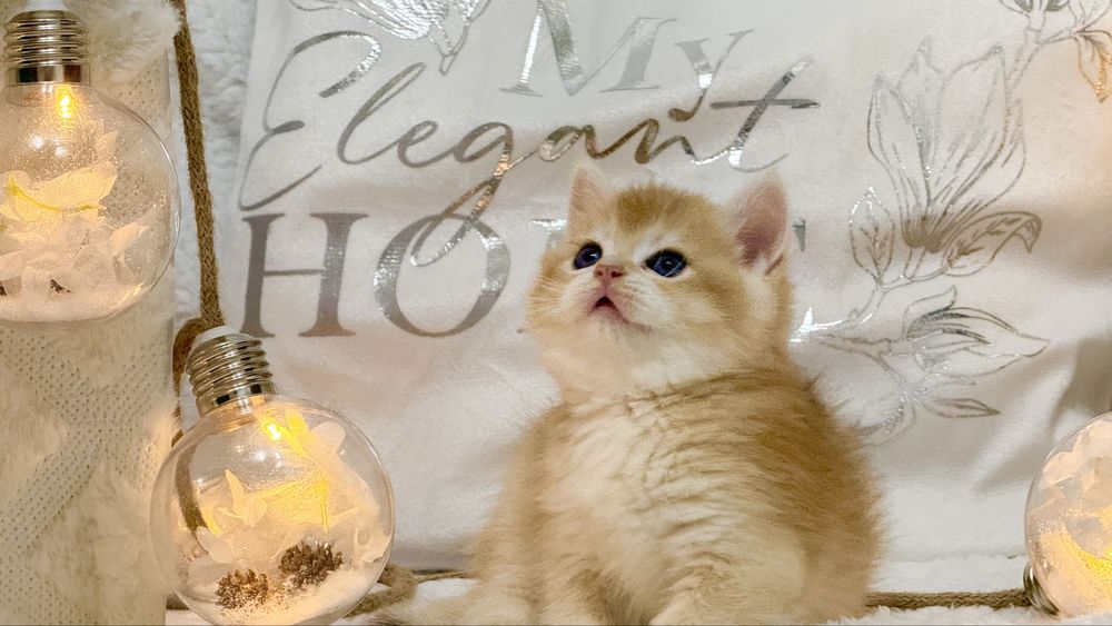 Девочка и мальчик  NY12