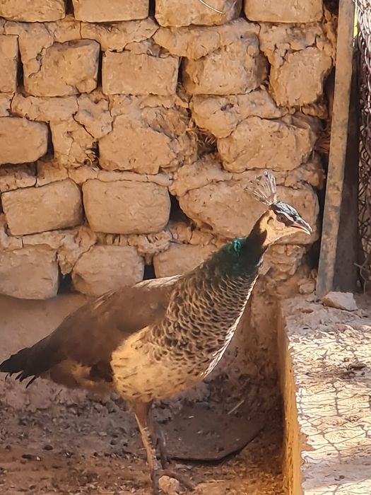 Райская птица ПАВЛИН и две павы !!!