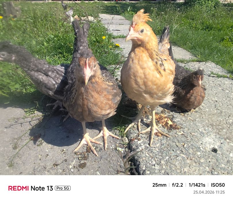 puicute curcubeu 9 sapt si bibilici