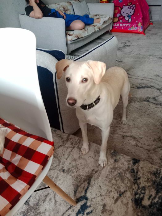 Отдам собаку в добрые руки