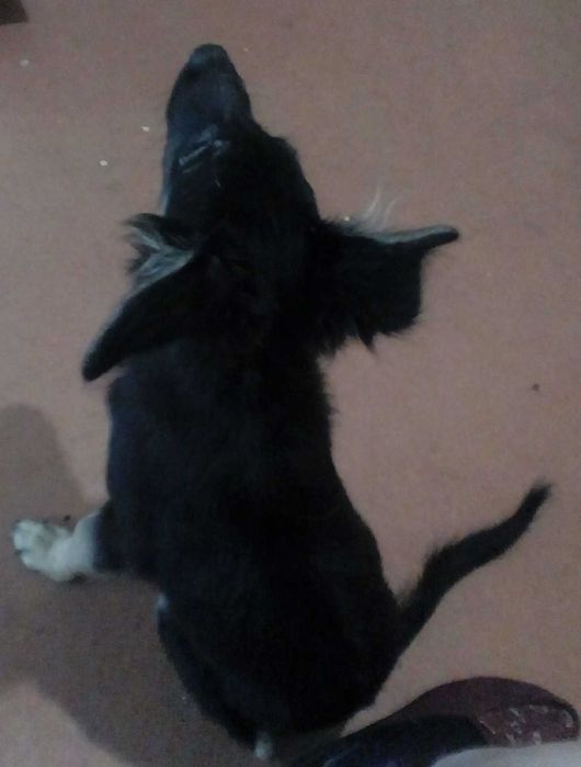 Красавчик Бэги в добрые руки