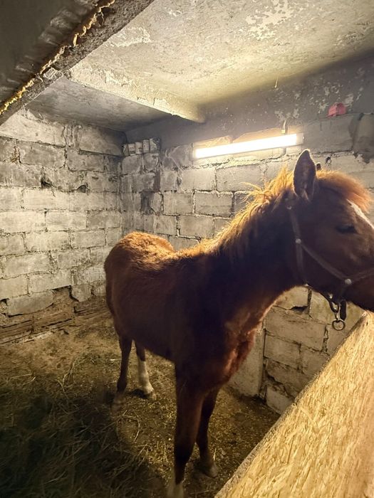 Жеребёнок чистокровка