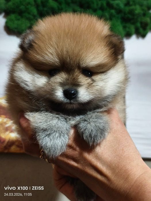 Очаровательный щенок шпица.