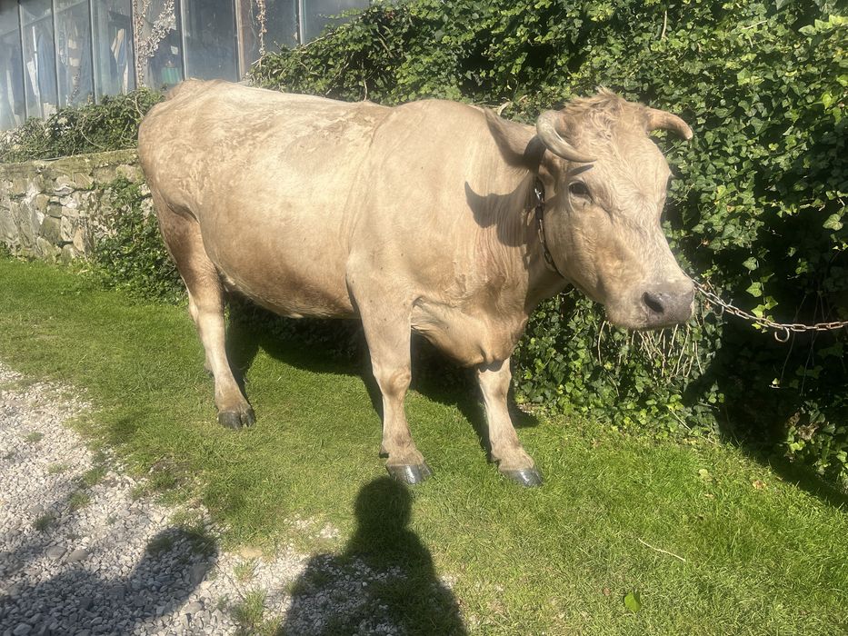 Vaca de vanzare rasă grea