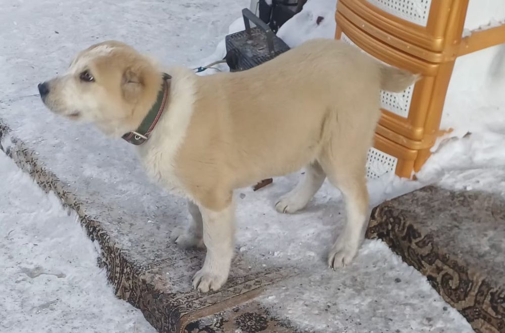 Продам щенка Алабая 3.5 месяца