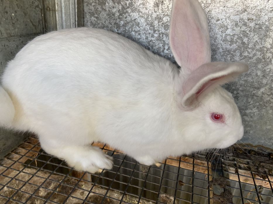 продам Кроликов жирных больштх