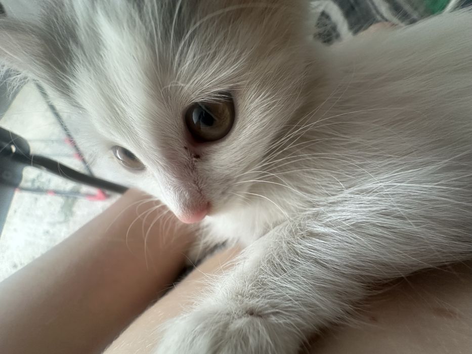 Отдам малютку кошку 2 месяца