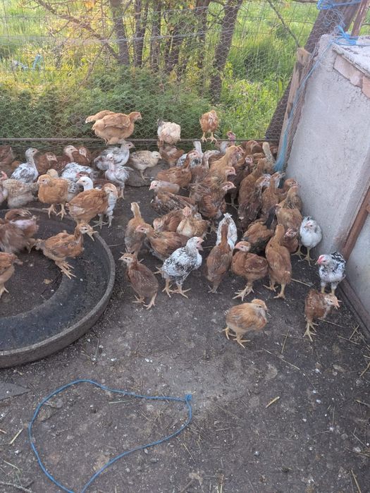 Pui de casa rasa kabir