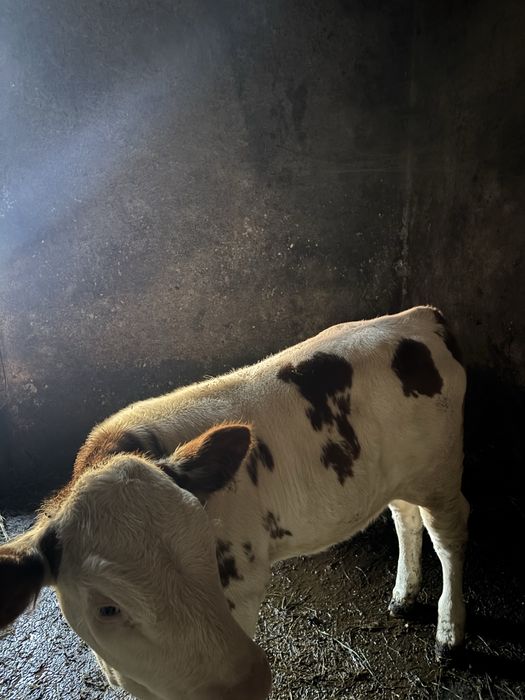 Vând vițică de 10 săptămâni