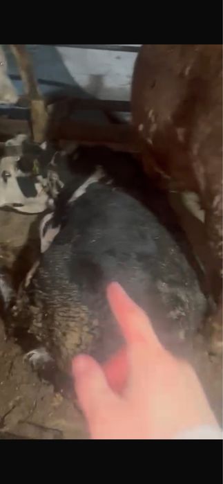 Бұқалар сатылады