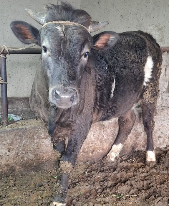 Швет новвослар 2та бир жойда сотилади соглом 100%