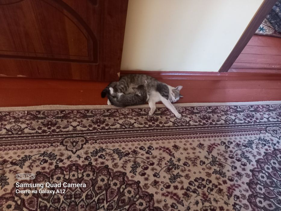 Пышыклар таркатылады