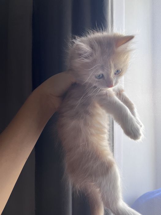 Отдам котёнка мальчик