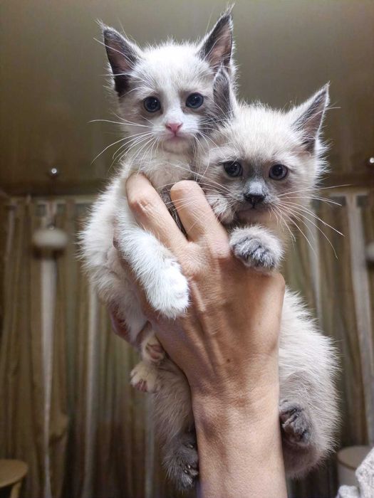 Котята, миленькие