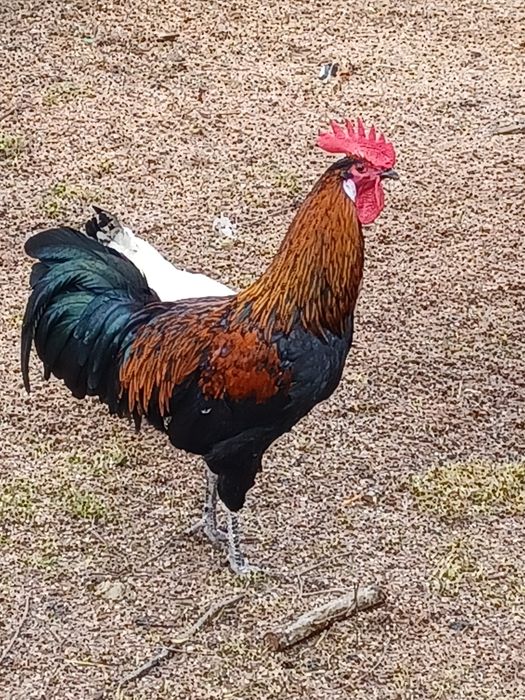 Vând 2 cocoși tineri