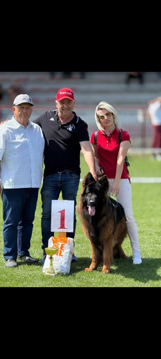 Ciobanesc German par lung