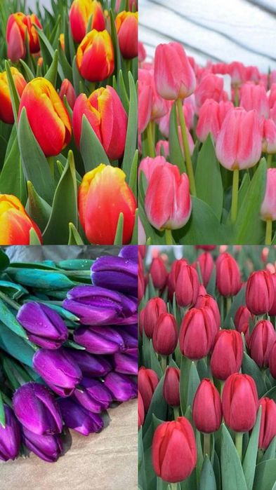 Самые красивые тюльпаны на 8 марта