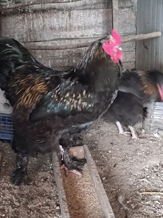 Петух.          .