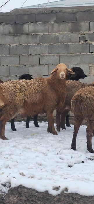 Арашан 1 жасар тохты кошкар